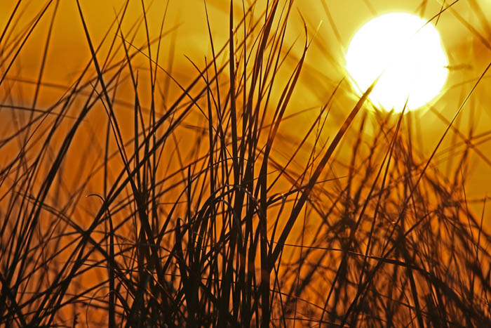 zonsondergang, de Hors, Helm, Ammophila arenaria, Texel