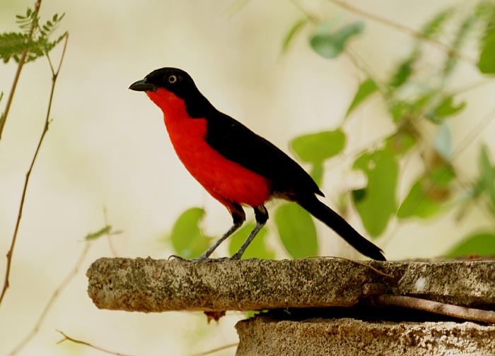 vogels, klauwieren, Zwartkopfiskaal, Lanius erytgrogaster, Murle, Ethiopië