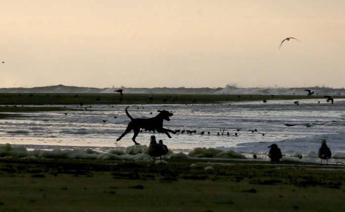 hond strand verstoring aanlijnen