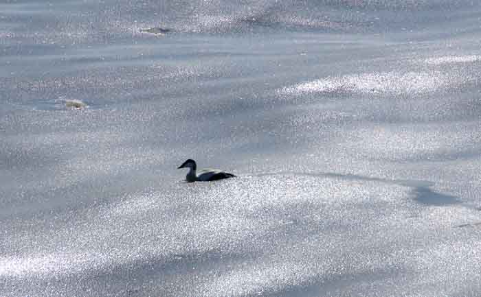 ijs vorst zeewater eidereend Texel