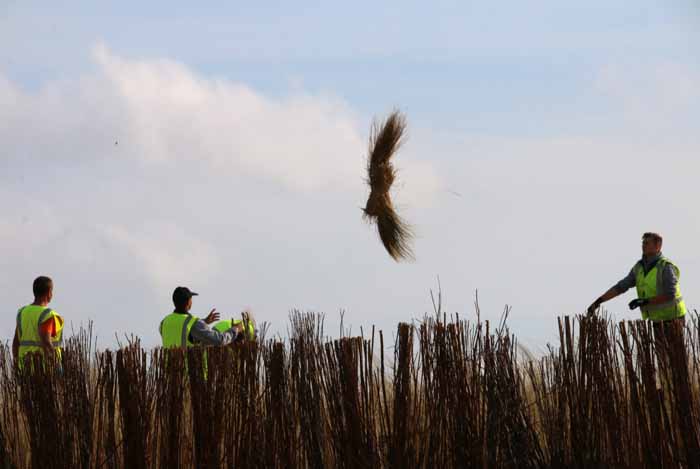 helmgras kustverdediging Texel dik dijjkversterking