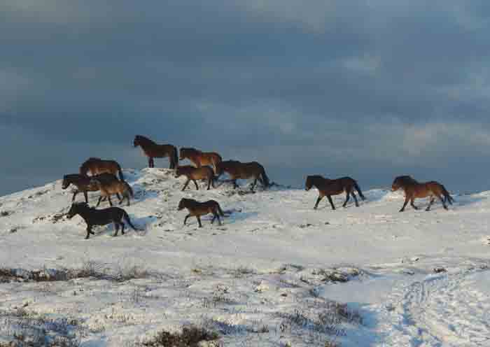 pony paarden Texel sneeuw
