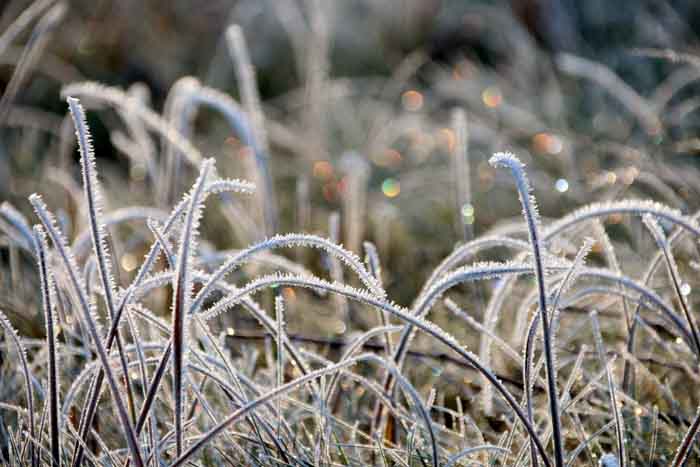 rijp gras winter