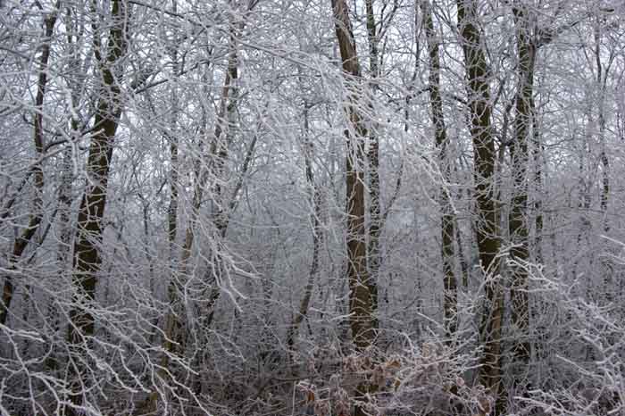 rijp takken bos winter