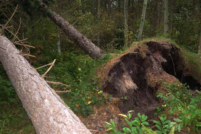 storm dennen ontworteld boom omgewaaid