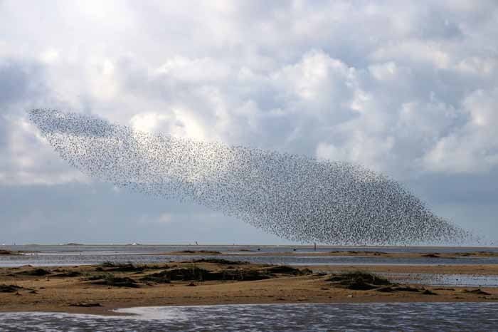 wadvogels hors Texel zwerm verstoring roofvogel