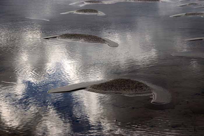 zand strand wind toevalsdier