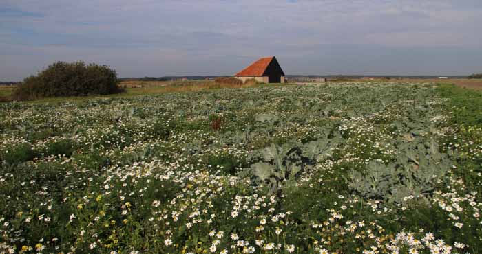 landbouw zeekool zilte teelt Texel