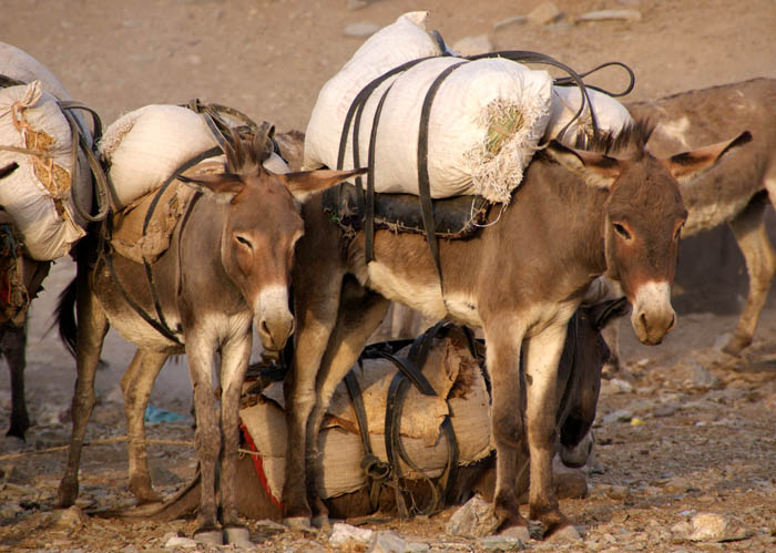vervoer, lastdieren, ezels, Berhale, Afar, Ethiopië