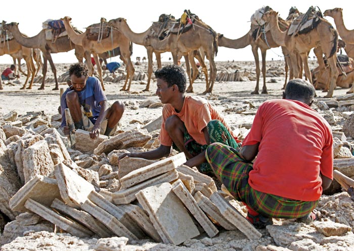 zoutwinning, zouttegels, dromedarissen, Dalol, Afar, Ethiopië