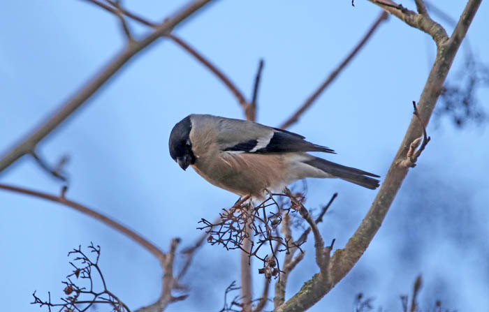 zangvogels, vinken, Goudvink, vrouwtje, Bullfinch, Pyrrhula pyrrhula, lijsterbes, Texel