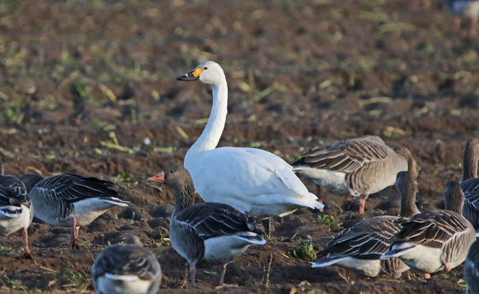 ganzen, zwanen, Kleine Zwaan, Bewick's Swan, Cygnus bewickii, akker, bietenloof, De Hemmer, Texel
