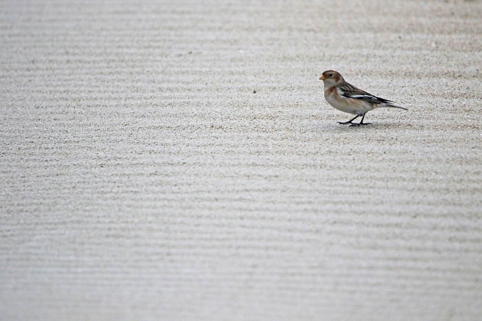 gorzen, Sneeuwgors, Snow Bunting, Plectrophenax nivalis, de Hors, Texel, waddengebied