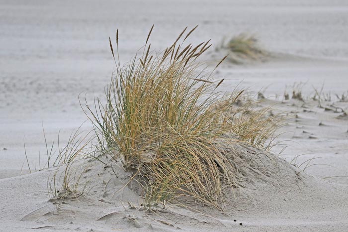 duinvorming, Helm, Marram Grass, Ammophila arenaria, zandvanger