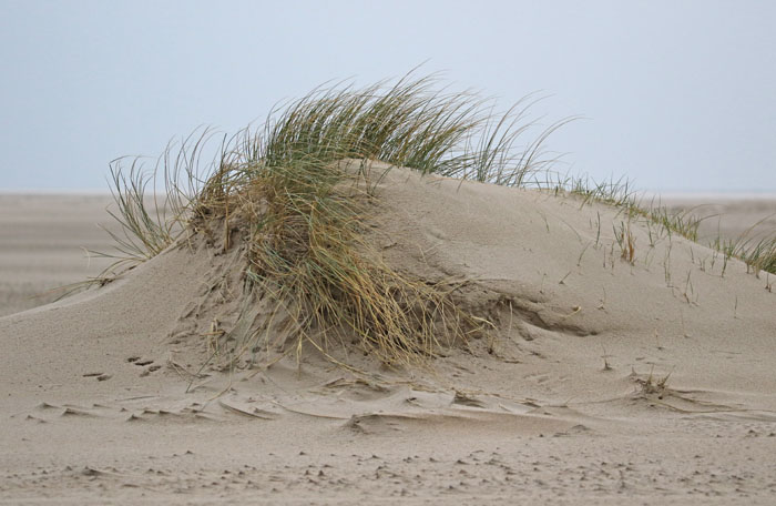 duinvorming, zand, Helm, Marram Grass, Ammophila arenaria, de Hors, Texel, waddengebied
