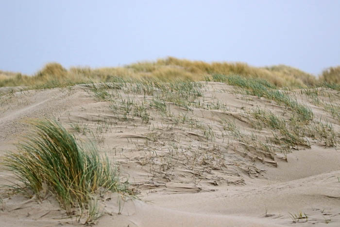 duinvorming, zand, zandvanger, Biestarwegras, Sand Couch, Elytrigia juncea subsp boreoatlantica, de Hors, Texel, waddengebied