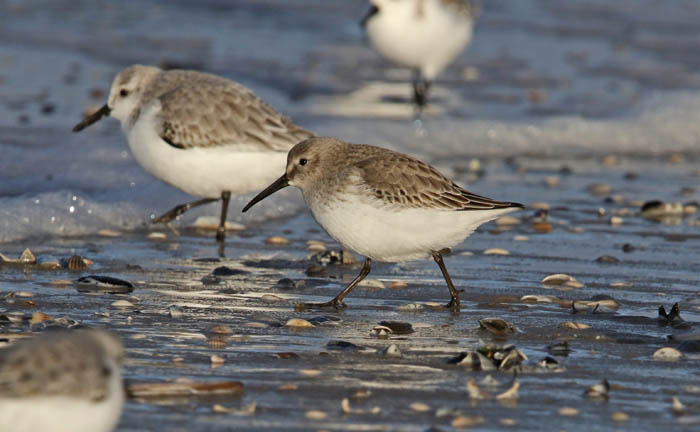 wadvogels, Bonte Strandloper, Dunlin, Calidris alpina, strand Texel
