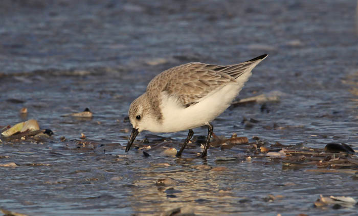 wadvogels, Drieteenstrandloper, Sanderling, Calidris alba, strand, Texel, wadden