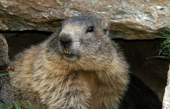 zoogdieren, knaagdieren, eekhoornfamilie, Alpenmarmot, Marmota marmota, Alpine Marmot, Maragun, Graubünden, Zwitserland