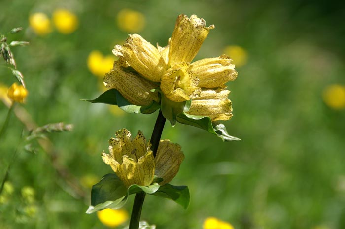 planten, gentianen, bergplanten, Gestippelde Gentiaan, Gentiana punctata, Spotted Gentian, Alp Sura, Zwitserland