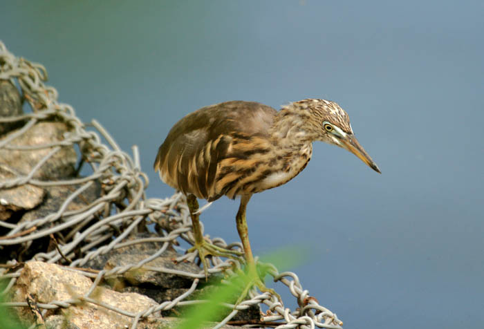 reigers, Indische Ralreiger, Indian Pond Heron, Ardeola grayii, Kandy, Sri Lanka