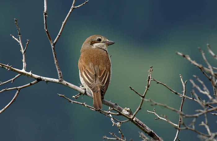 vogels, klauwieren, Lanius collurio, Grauwe Klauwier, Red-backed Shrike, Ardez, Graubünden, Zwitserland