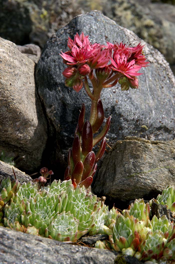 Spinnenweblook, Cobweb Houseleek, Sempervivum arachnoideum, planten, look, vetplanten, Graubünden, Ardez, Zwitserland