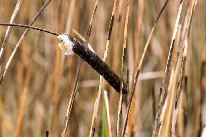 planten, Grote Lisdodde, Typha latifolia, zaad