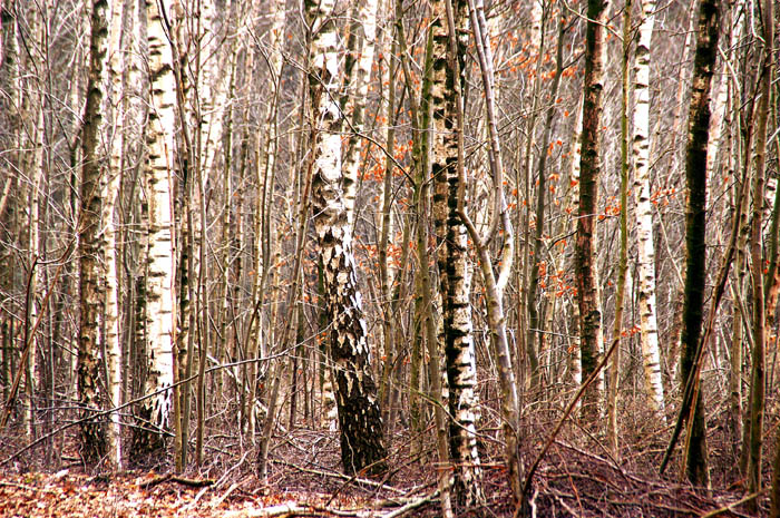 herfst, bomen, Berk, Betula spec, Beukenhorst, Utrecht