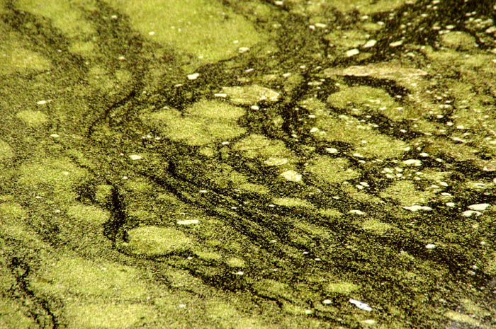 sloot, kroos, Beukenhorst, Utrecht