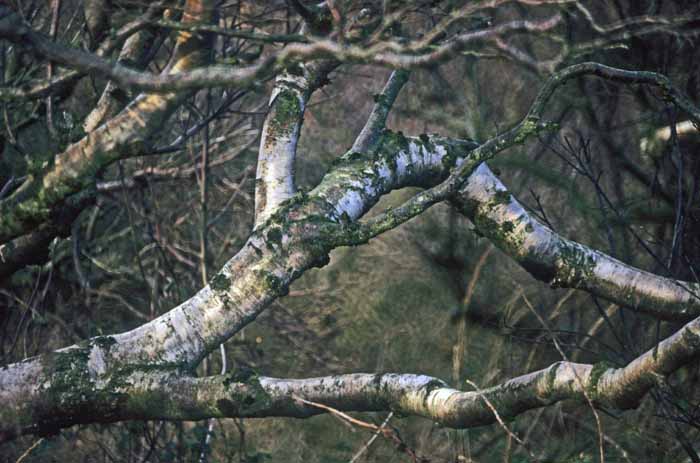 bomen, berken, berkenstam, Nationaal Park Duinen van Texel, Bollekamer, Texel