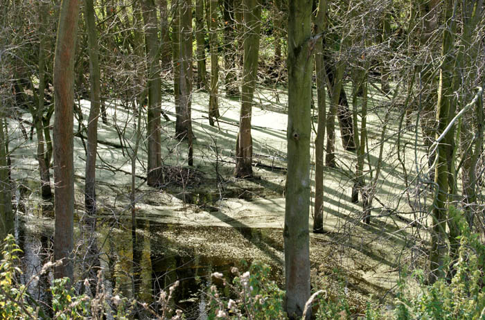 Boomgat, Nationaal Park de Biesbosch, Brabantse Biesbosch, Noord-Brabant