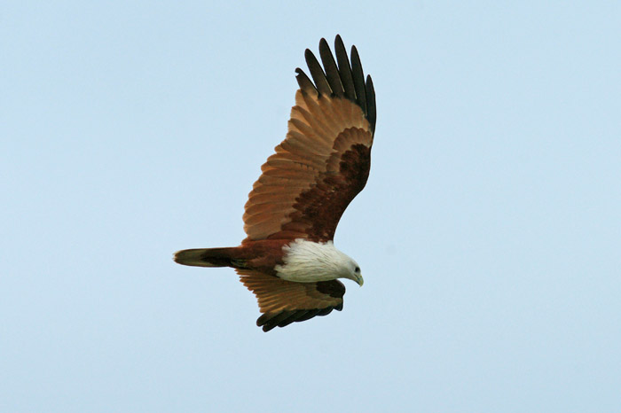 roofvogels, Brahmaanse Wouw, Brahminy Kite, Haliastur indus, Tissa, Sri Lanka
