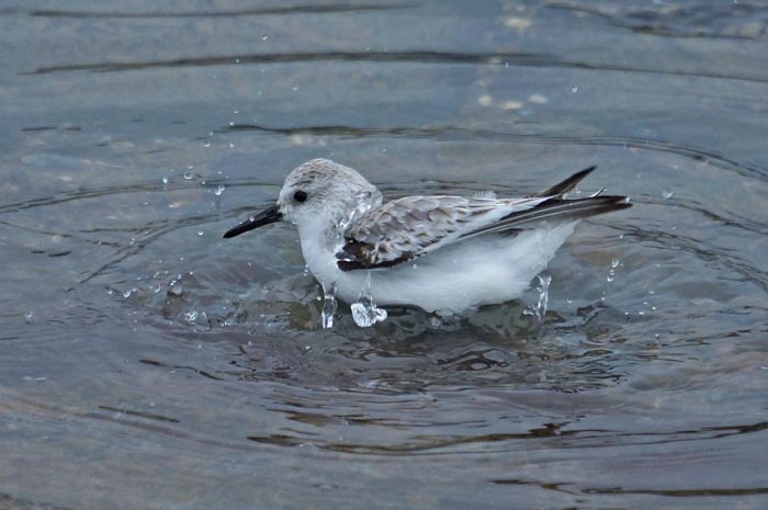 vogels, wadvogels, strandlopers, Drieteenstrandloper, Sanderling, Calidris alba, waddendijk, Texel, waddengebied