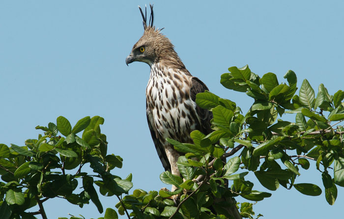 Changeable Hawk-Eagle, Indische Kuifarend, Spizaetus cirrhatus, roofvogels, arenden, Uda Wahale Nationaal Park, Sri Lanka