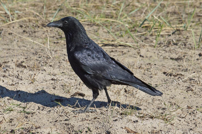 vogels, kraaien, Zwarte Kraai, Corvus corone, Terschelling, waddengebied