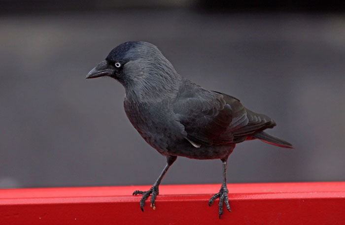 vogels, kraaien, Kauw, Jackdaw, Corvus monedula, waddengebied