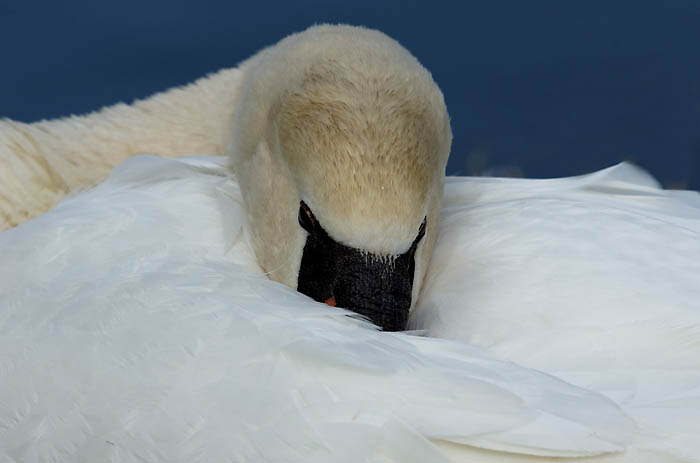 watervogels, zwanen, Knobbelzwaan, Mute Swan, Cygnus olor, vrouwtje, op nest