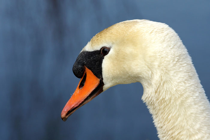 watervogels, zwanen, Knobbelzwaan, Cygnus olor, man