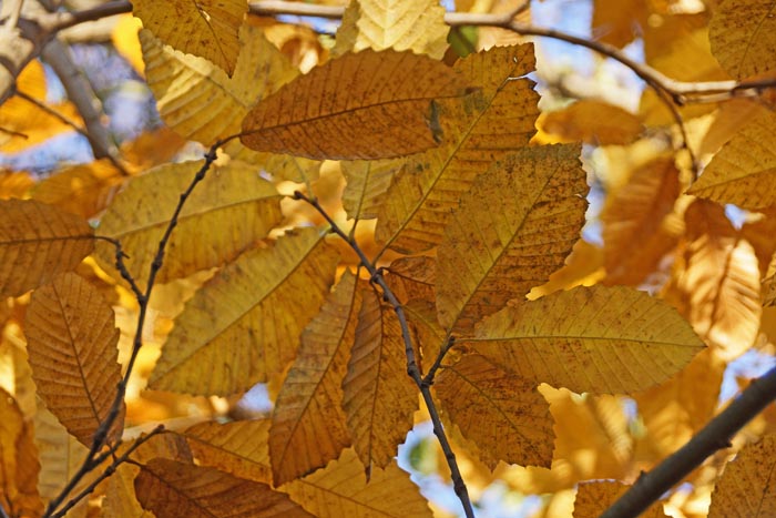 bomen, Tamme Kastanje, Castanea sativa, Sweet Chestnut, herfst