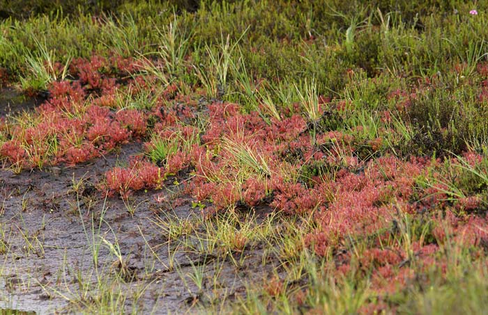 bloemplanten, duinen, Nationaal park Duinen van Texel, Kleine zonnedauw, Drosera intermedia, Duinpark, Texel