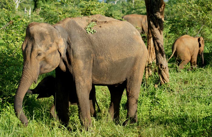 Aziatische Olifant, Ssian Elephant, Elaphas maximus, Uda Walawe Nationaal park, Sri Lanka