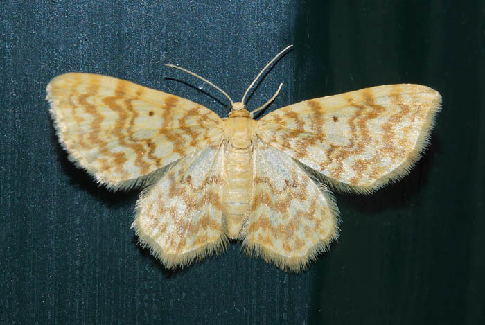 vlinders, nachtvlinders, spanners, Geel Spannertje, Hydrelia flammeolaria, Texel