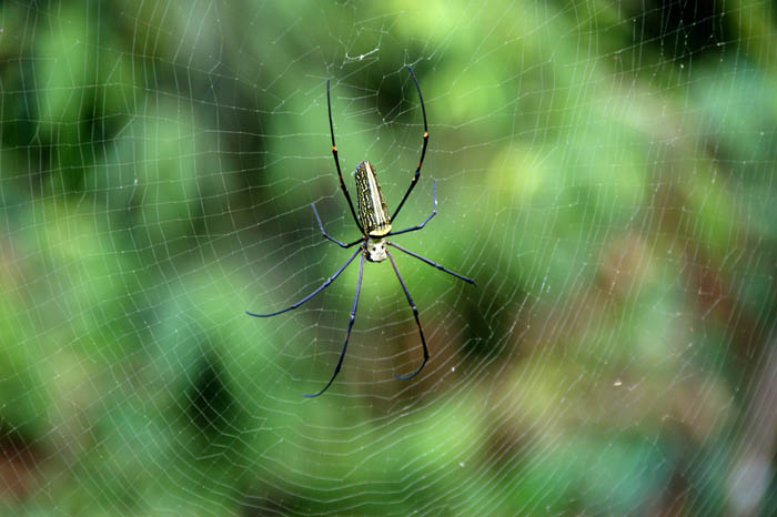 spinnen, zijdespin, Giant Wood Spider, Nephila pilipes, oerwoud Sinharaja, Sri Lanka