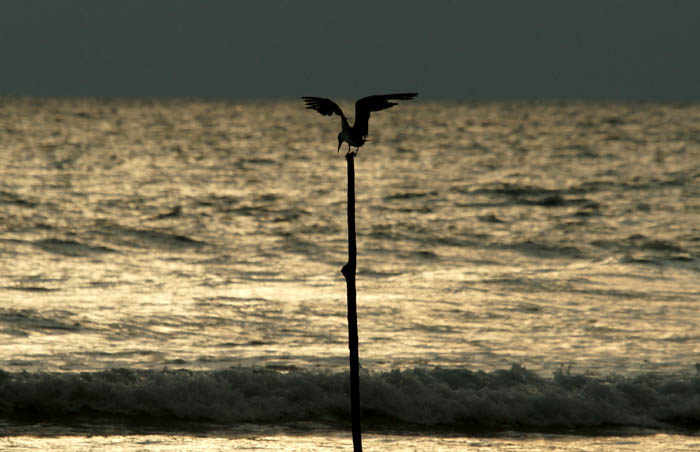 sterns, Grote Kuifstern, Greater Crested Tern, Thalasseus (Sterna) bergii, Weligama, Sri Lanka