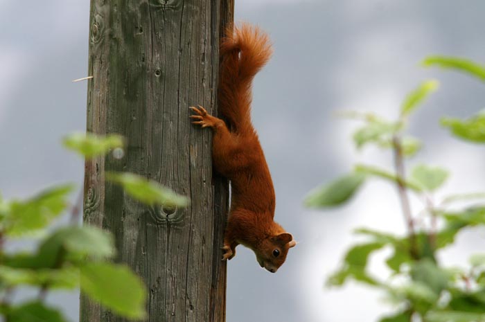 Gewone Eekhoorn, Rode Eekhoorn, Eurasian Squirrel, Sciurus vulgaris, knaagdieren, Bos-cha, Graubünden, Zwitserland