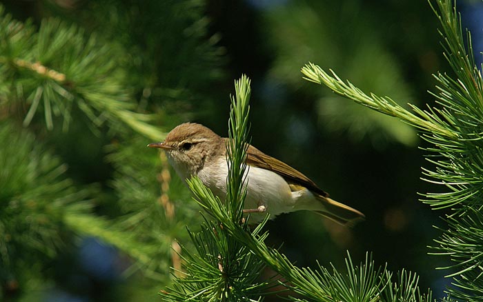 Bergfluiter, Phylloscopus bonelli, zangvogels, bergbossen, Guarda, Graubünden, Zwitserland