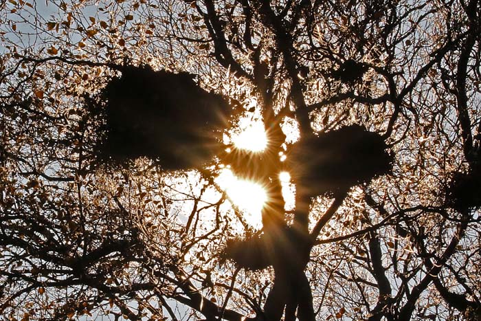 heksenbezem, berk, tegenlicht, duin, Texel