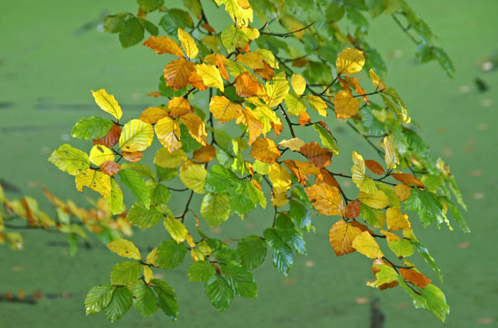 herfst, herfstkleuren, Beuk, Fagus sylvatica, Houdringe, Utrecht