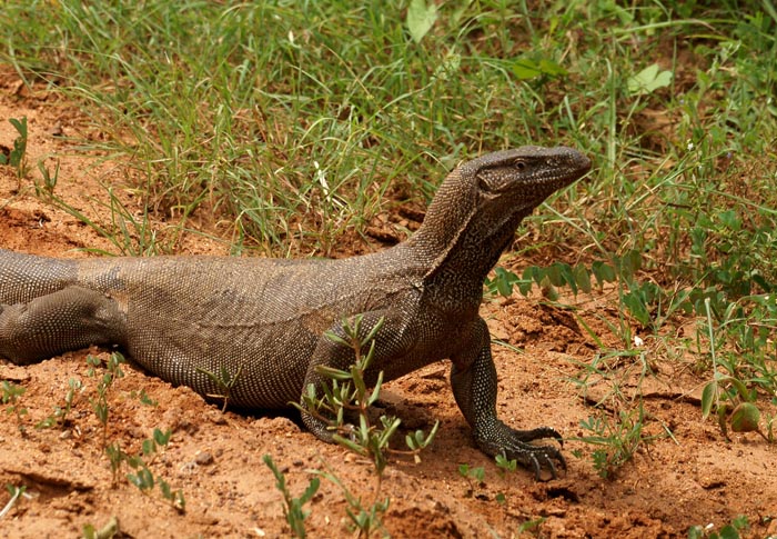 Bengaalse Varaan, Land Monitor, Varanus bengalensis, Yala, Nationaal Park, Sri Lanka